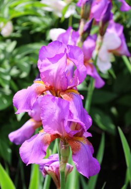 Iris, çiçekli 260300 çiçek türünden oluşan bir bitki cinsidir. Adını Yunanca 'da gökkuşağı anlamına gelen 