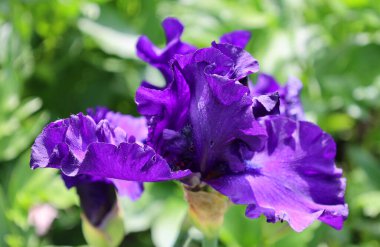 Iris, çiçekli 260300 çiçek türünden oluşan bir bitki cinsidir. Adını Yunanca 'da gökkuşağı anlamına gelen 