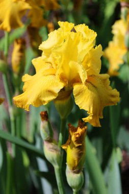 Iris, çiçekli 260300 çiçek türünden oluşan bir bitki cinsidir. Adını Yunanca 'da gökkuşağı anlamına gelen 