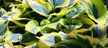 Yeşil çalı Hosta. Hosta gidiyor. Doğa arkaplan resmi. Güzel Hosta arka plan bırakır.