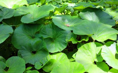close-up shot of green leaves in garden