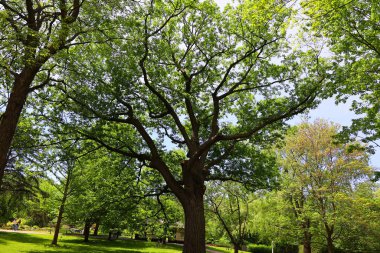 Yaz bahçesi manzarası, Quebec eyaleti, Kanada 