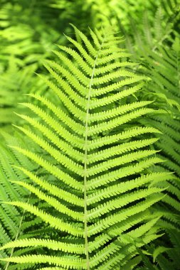 Eğreltiotu, sporlarla üreyen ve ne tohumu ne de çiçeği olan bir damar bitkisi grubunun üyesidir..