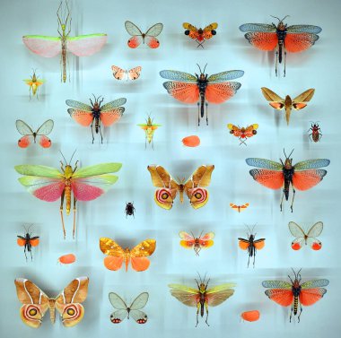 Camın altında çeşitli ölü kelebekler ve böcekler var.