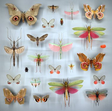 Camın altında çeşitli ölü kelebekler ve böcekler var.