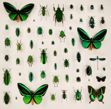 Exposition of variety of dead butterflies and bugs on board under glass