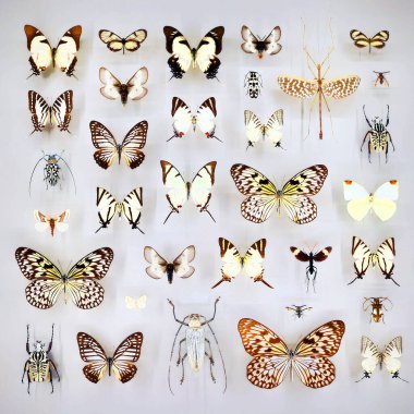 Camın altında çeşitli ölü kelebekler ve böcekler var.