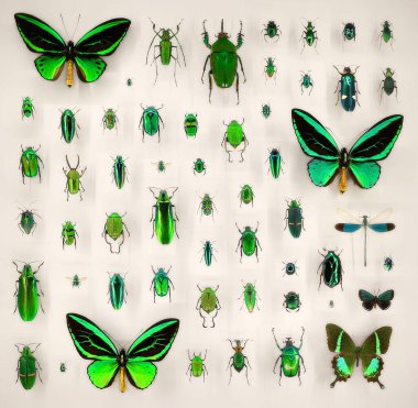 Exposition of variety of dead butterflies and bugs on board under glass