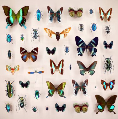 Exposition of variety of dead butterflies and bugs on board under glass