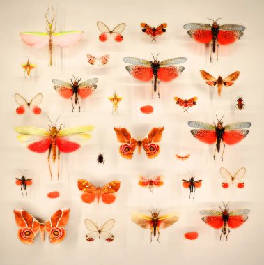 Camın altında çeşitli ölü kelebekler ve böcekler var.