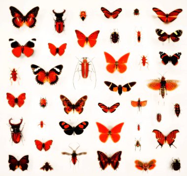 Camın altında çeşitli ölü kelebekler ve böcekler var.