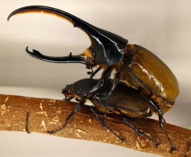 Dynastinae or rhinoceros beetles are a subfamily of the scarab beetle family (Scarabaeidae). Rhinoceros beetles  include Hercules, unicorn or horn beetles clipart