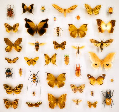 Camın altında çeşitli ölü kelebekler ve böcekler var.