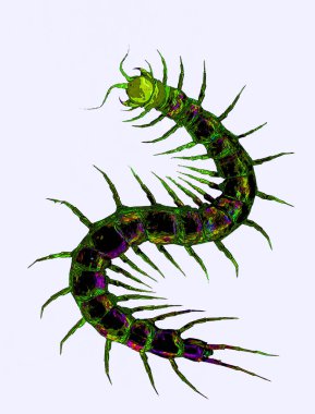 Myriapoda, kırkayak, kırkayak ve diğer canlıları içeren eklembacaklıların bir alt dalıdır..