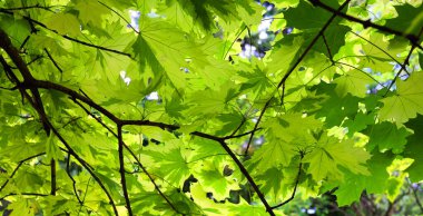 Palequin Norveç Akçaağacı, Acer platanoides Drummondii 'nin ağaçta yuvarlak bir büyüme alışkanlığı olan beyaz renkli yeşil yaprakları vardır.