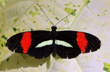 Heliconius erato, or the red postman, is one of about 40 neotropical species of butterfly belonging to the genus Heliconius. It is also known as the small postman, the red passion flower butterfly
