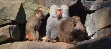 Makaklar, Cercopithecinae alt familyasından Eski Dünya maymunlarının bir cinsidir. 23 tür makak Dünya üzerinde yaygındır. Makaklar temel olarak verimlidir.