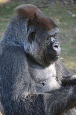 Gümüş sırtlı goriller, Orta Afrika ormanlarında yaşayan çoğunlukla otobur maymunlardır. Gorillerin DNA 'sı% 9599' dan insanlarınkine çok benzer.