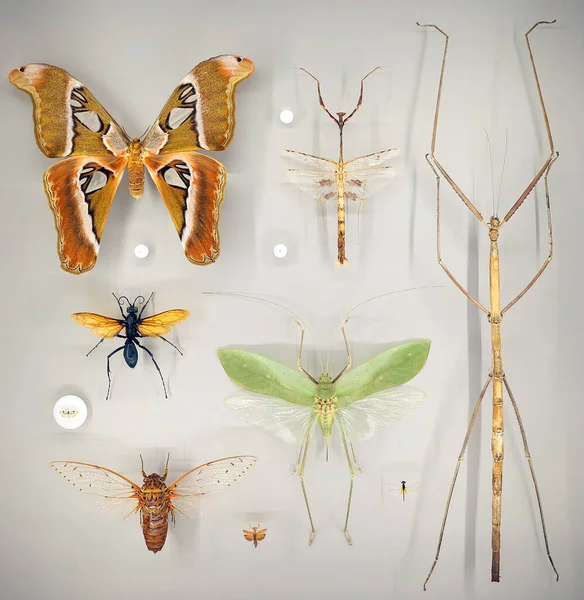 Експозиція Різноманітних Мертвих Метеликів Жуків Дошці Під Склом — стокове фото