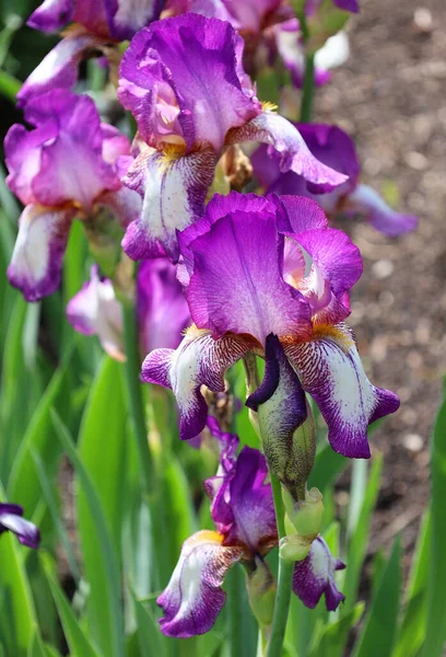 Iris is a genus of about 260300 species of flowering plants with showy flowers. It takes its name from the Greek word for a rainbow, which is also the name for the Greek goddess of the rainbow, Iris.