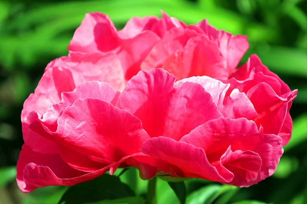 Пион Цветущее Растение Рода Paeonia Единственный Род Семействе Paeoniaceae Являются — стоковое фото