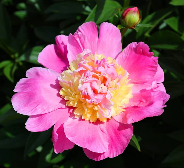 Paeonia Género Botânico Pertencente Família Paeoniaceae Eles São Nativos Ásia — Fotografia de Stock