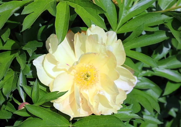 Paeonia Género Botânico Pertencente Família Paeoniaceae Eles São Nativos Ásia — Fotografia de Stock