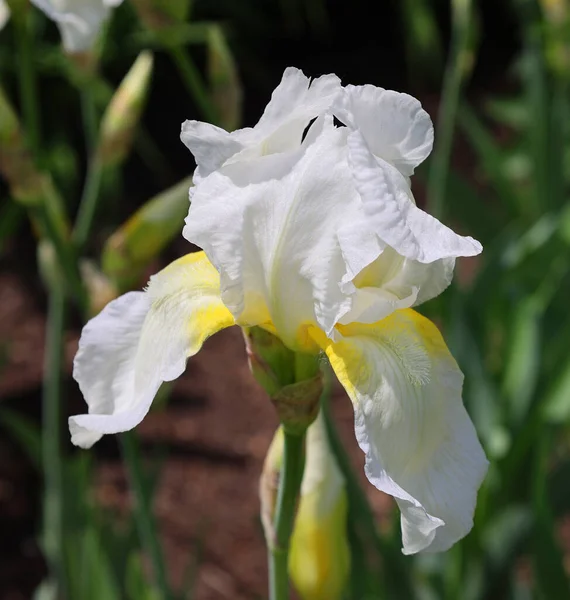 Iris Genus 260300 Species Flowering Plants Showy Flowers Takes Its — 스톡 사진