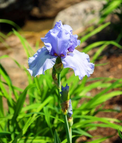 Iris is a genus of about 260300 species of flowering plants with showy flowers. It takes its name from the Greek word for a rainbow, which is also the name for the Greek goddess of the rainbow, Iris.