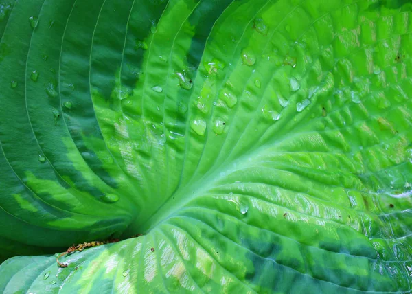 Green Bush Hosta Hosta Leaf Nature Background Image Beautiful Hosta — 图库照片