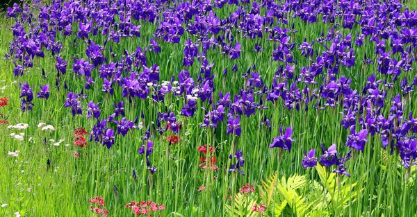 Iris Genus 260300 Species Flowering Plants Showy Flowers Takes Its — 스톡 사진