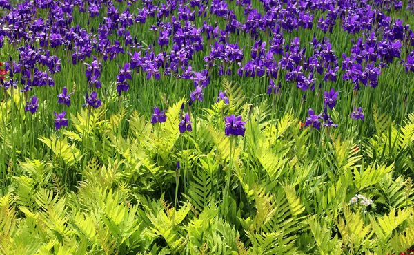 Iris Είναι Ένα Γένος Από Περίπου 260300 Είδη Ανθοφόρων Φυτών — Φωτογραφία Αρχείου