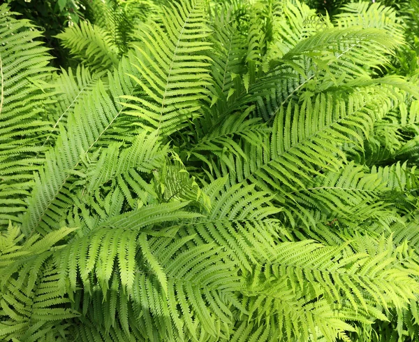 Een Varen Een Lid Van Een Groep Van Vasculaire Planten — Stockfoto