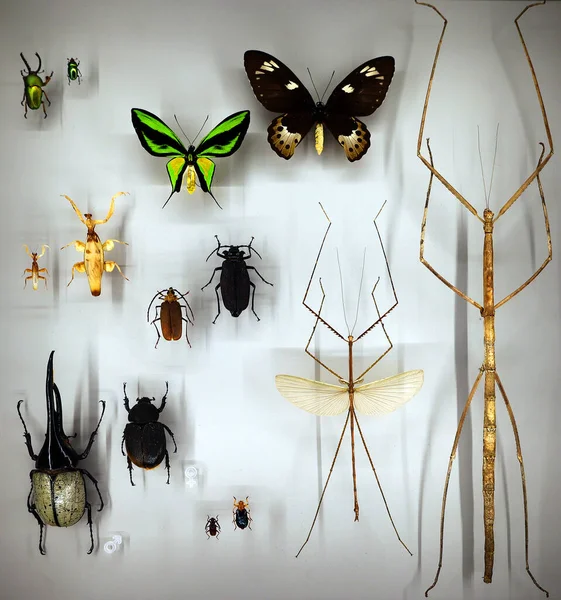 Exposition Variety Dead Butterflies Bugs Board Glass — ストック写真
