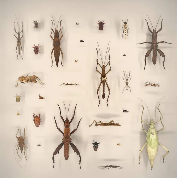 Ekspozycja Różnych Martwych Motyli Owadów Pokładzie Pod Szkłem — Zdjęcie stockowe