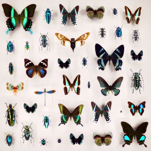 Експозиція Різноманітних Мертвих Метеликів Жуків Дошці Під Склом — стокове фото