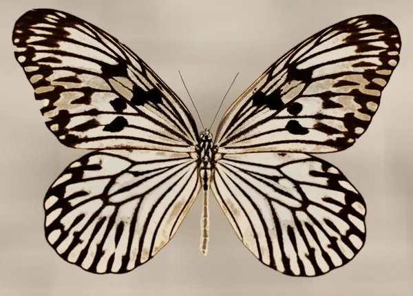 Idea Leuconoe Also Known Paper Kite Butterfly Rice Paper Butterfly — Foto de Stock