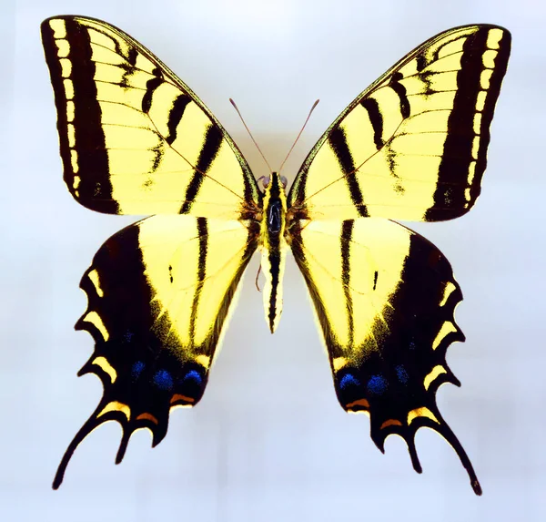 Яскравий Барвистий Знак Морфо Метелика Ілюстрація Поп Арт Значок Фону — стокове фото