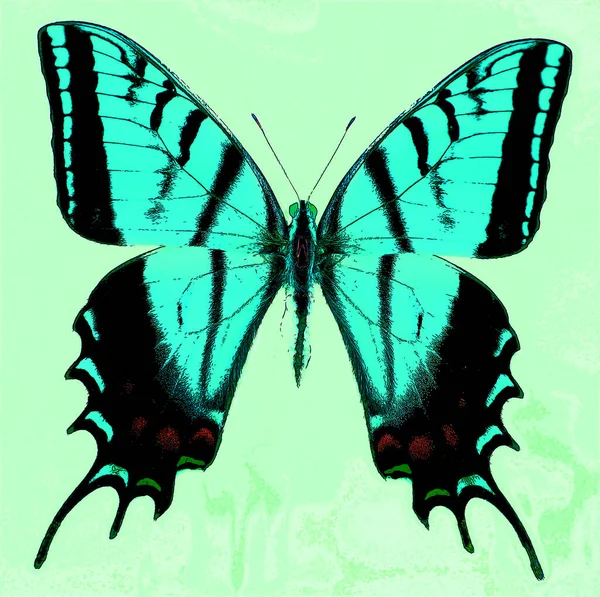 Bright Colorful Morpho Butterfly Sign Illustration Pop Art Background Icon — Photo