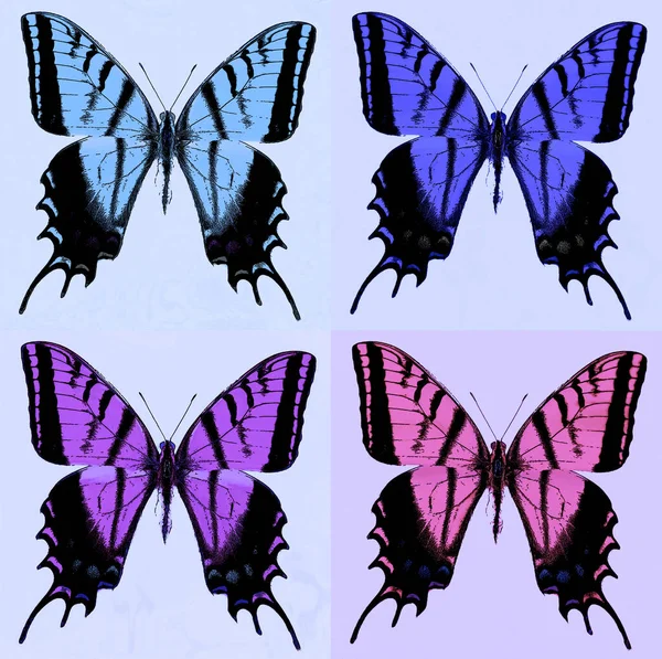 Bright Colorful Morpho Butterfly Sign Illustration Pop Art Background Icon — Photo