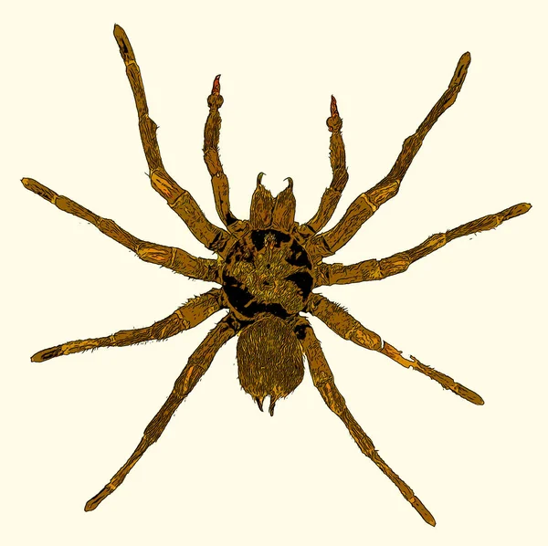 Mygalomorphae Mygalomorphs Infraorder Spiders Comprise One Three Major Groups Living — Stock fotografie