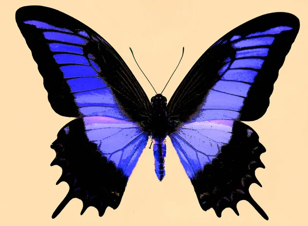 Bright Colorful Morpho Butterfly Sign Illustration Pop Art Background Icon — ストック写真