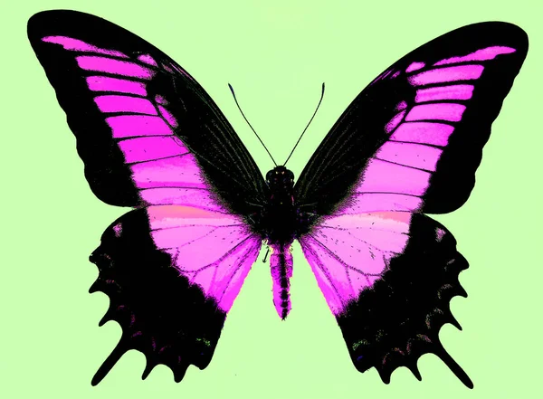 Bright Colorful Morpho Butterfly Sign Illustration Pop Art Background Icon — Stockfoto