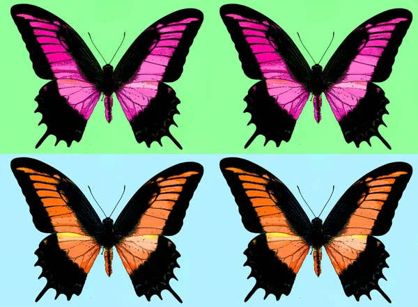 Bright Colorful Morpho Butterfly Sign Illustration Pop Art Background Icon — Fotografia de Stock