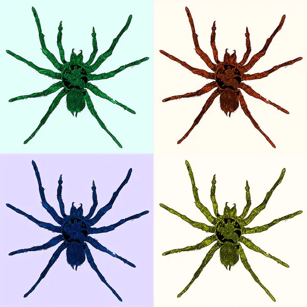 Mygalomorphen Oder Mygalomorphen Sind Eine Infraordnung Von Spinnen Und Umfassen — Stockfoto
