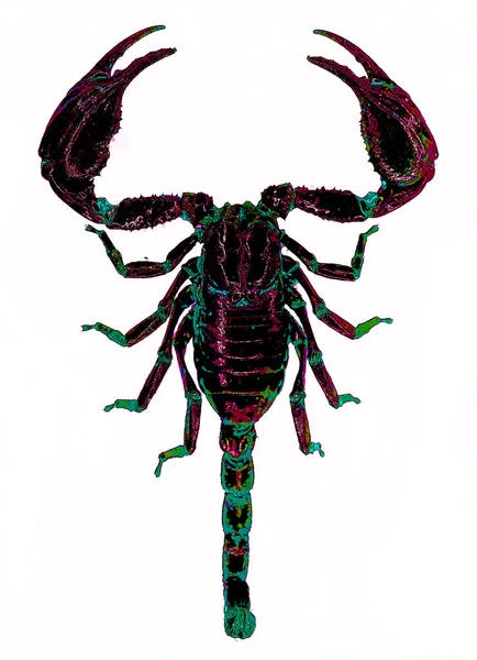 Scorpions Predatory Arachnids Order Scorpiones Have Eight Legs Easily Recognized — 图库照片