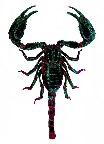 Skorpiony Drapieżne Pająki Zakonu Skorpionów Mają Osiem Nóg Łatwo Rozpoznawalne — Zdjęcie stockowe