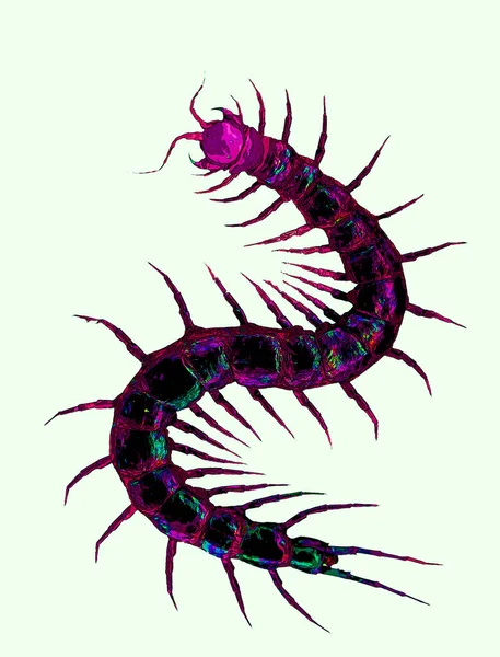 Illustration Black Centipede Myriapoda Subphylum Arthropods Containing Millipedes Centipedes Others —  Fotos de Stock