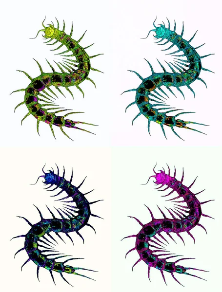 Illustration Black Centipede Myriapoda Subphylum Arthropods Containing Millipedes Centipedes Others — Φωτογραφία Αρχείου