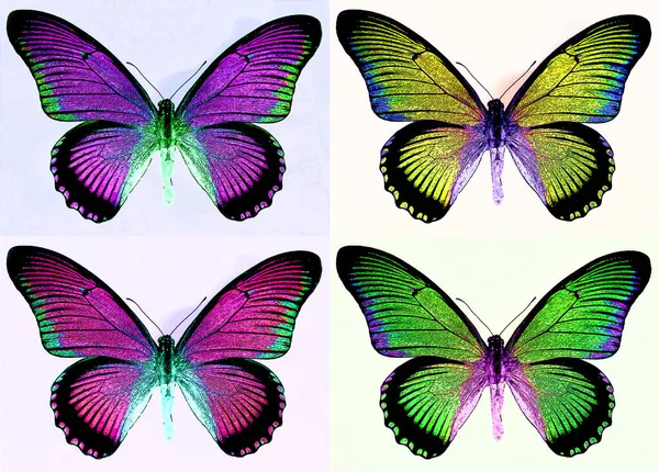 Bright Colorful Morpho Butterfly Sign Illustration Pop Art Background Icon — Fotografia de Stock